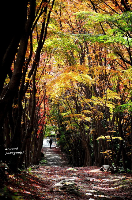 河内藤園紅葉13.jpg