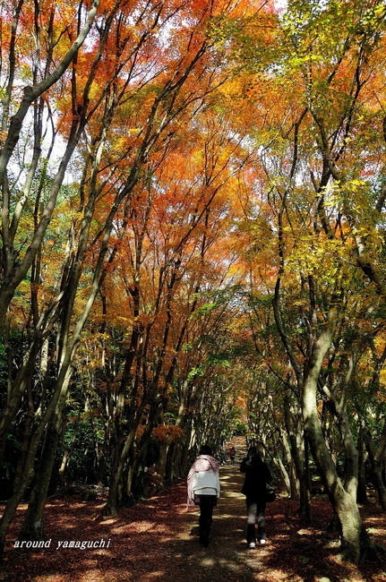 河内藤園紅葉14.jpg