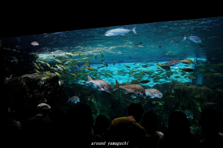 海響館00.jpg