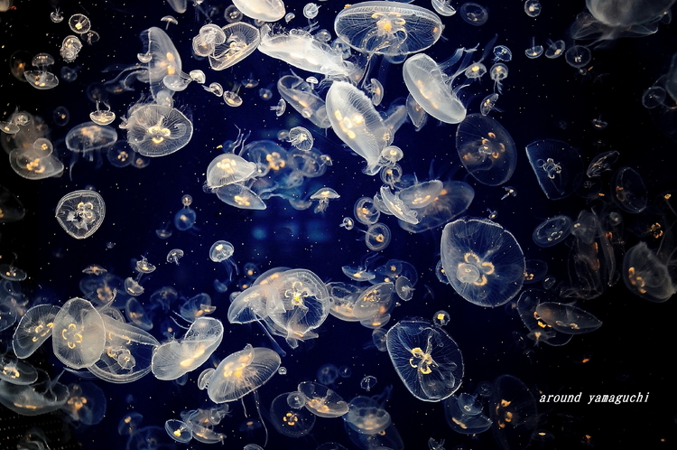 海響館06.jpg