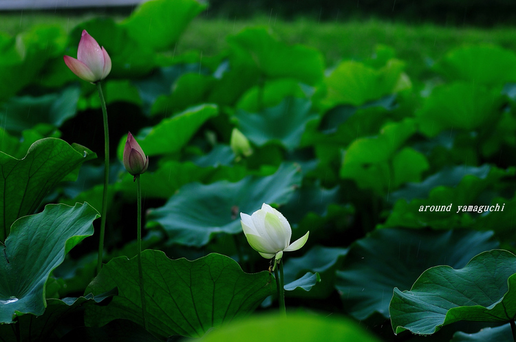 源久寺01.jpg