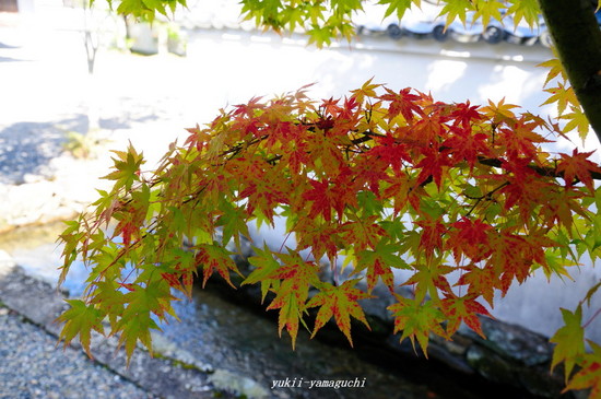 漢陽寺1101-05.jpg