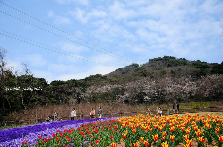 火の山05.jpg