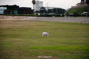 焼野1030-07.jpg