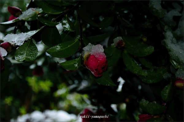 瑠璃光寺雪景色04.jpg