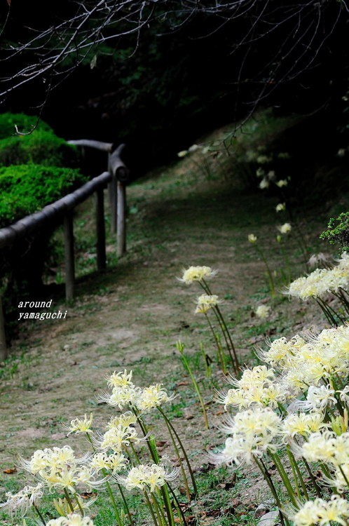 白野江08.jpg