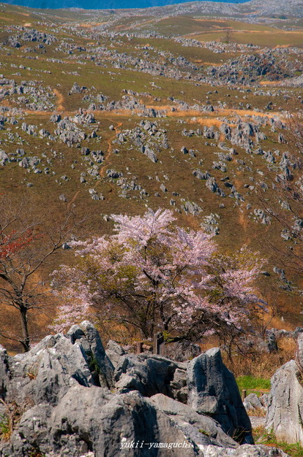 秋吉台05.jpg