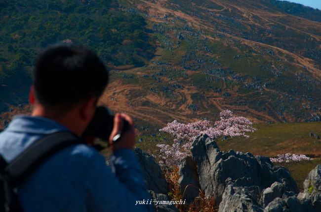 秋吉台06.jpg