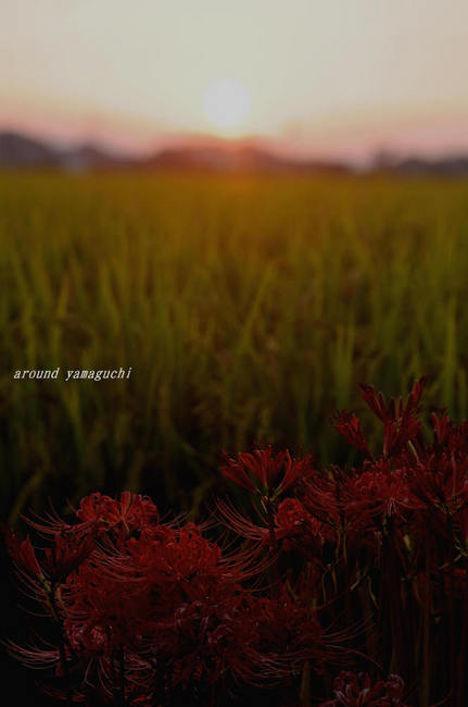 秋穂夕景06.jpg