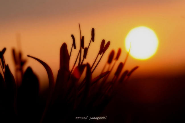 秋穂夕景13.jpg