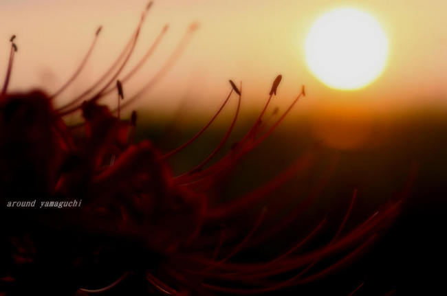 秋穂夕景15.jpg