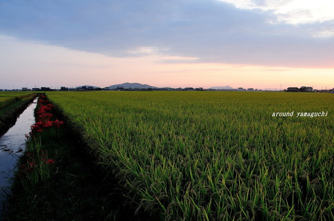 秋穂夕景17.jpg