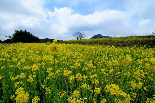 秋穂菜の花01.jpg