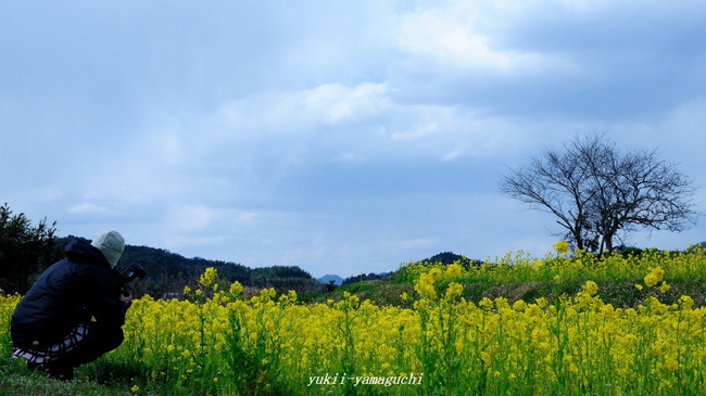 秋穂菜の花05.jpg