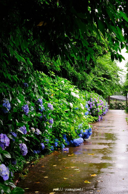 紫陽花00.jpg