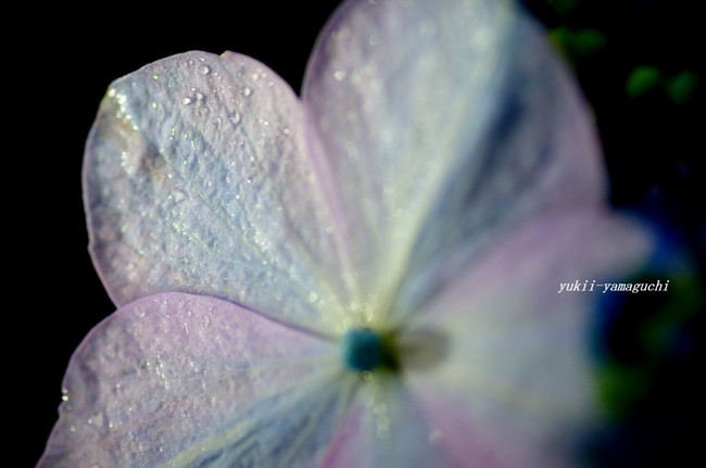 紫陽花02.jpg