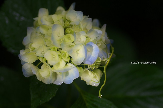 紫陽花04.jpg
