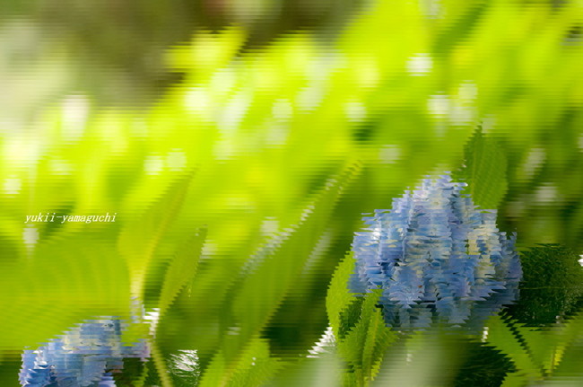 紫陽花10.jpg