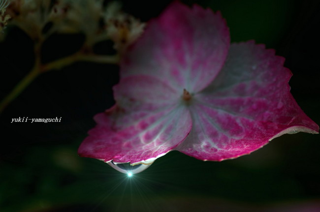 紫陽花11.jpg