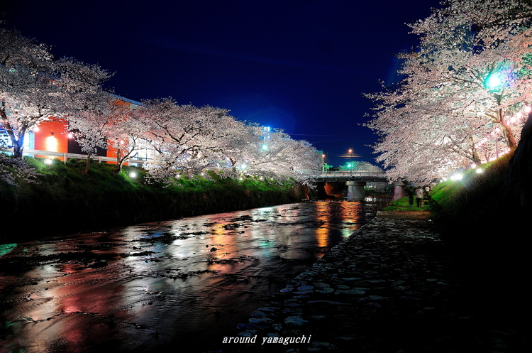 美祢さくら公園・夜01.jpg