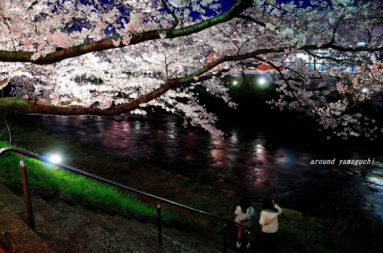 美祢さくら公園・夜06.jpg