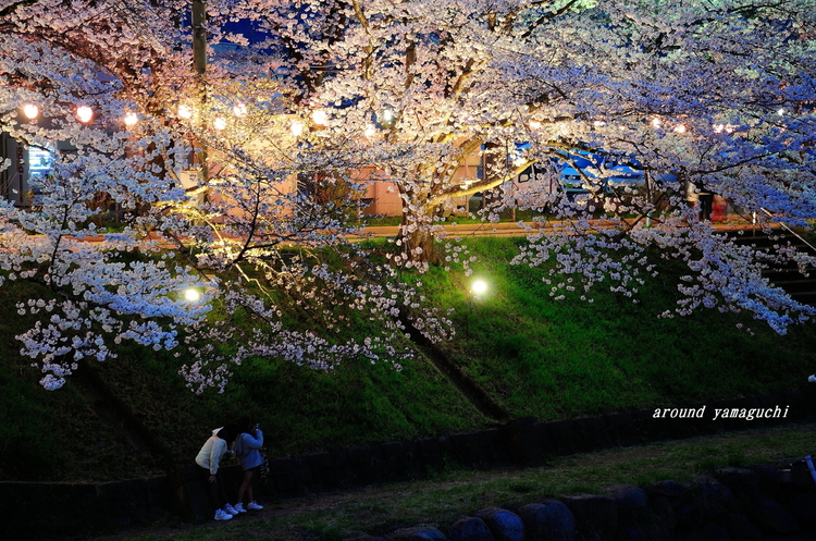 美祢さくら公園・夜07.jpg