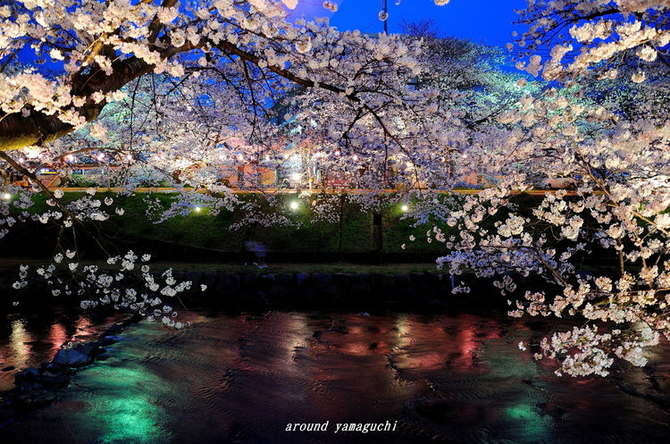 美祢さくら公園・夜08.jpg