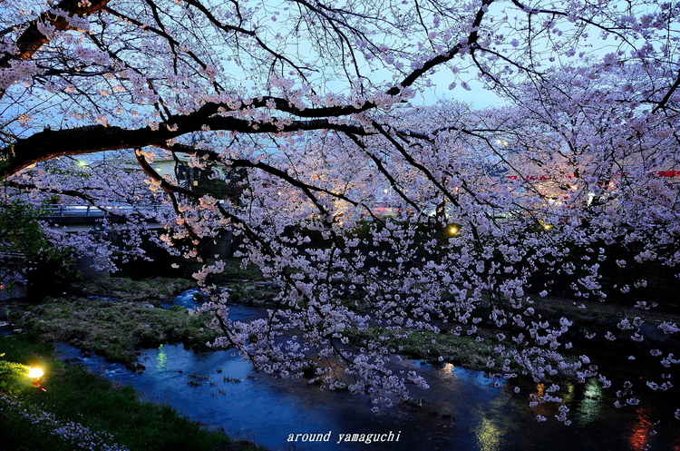 美祢さくら公園・夜10.jpg