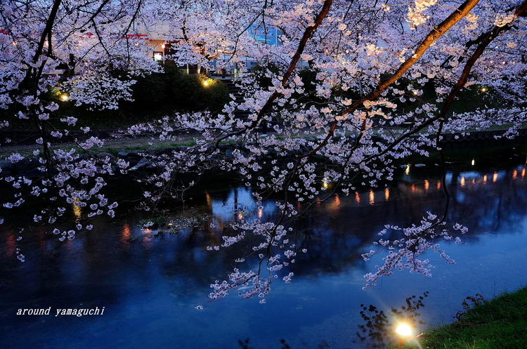 美祢さくら公園・夜11.jpg