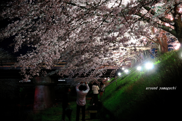 美祢さくら公園・夜12.jpg