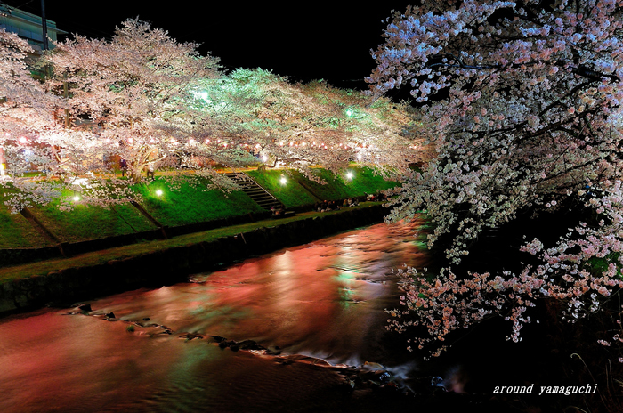 美祢夜桜01.jpg