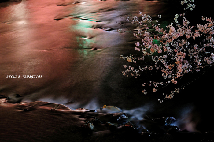 美祢夜桜02.jpg