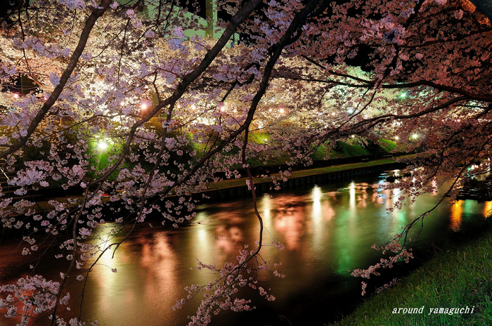 美祢夜桜03.jpg
