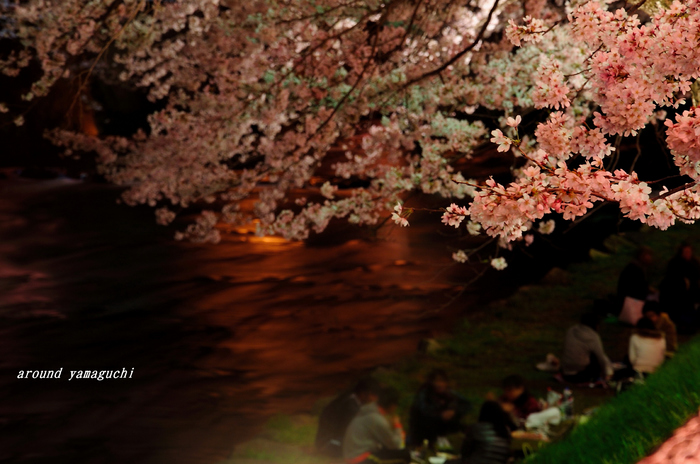 美祢夜桜05.jpg