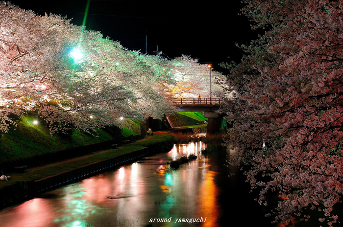 美祢夜桜06.jpg
