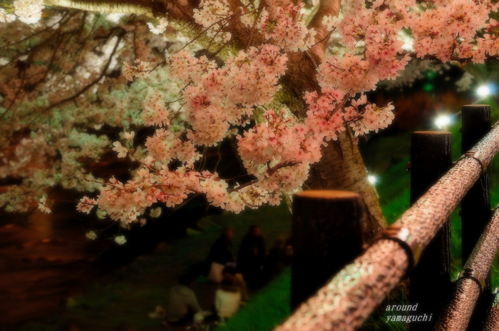 美祢夜桜10.jpg