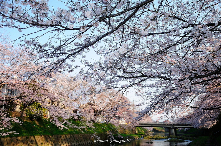 美祢桜公園01.jpg