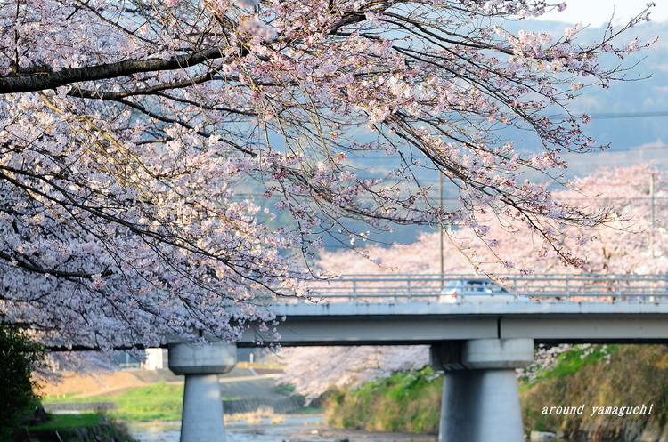 美祢桜公園02.jpg
