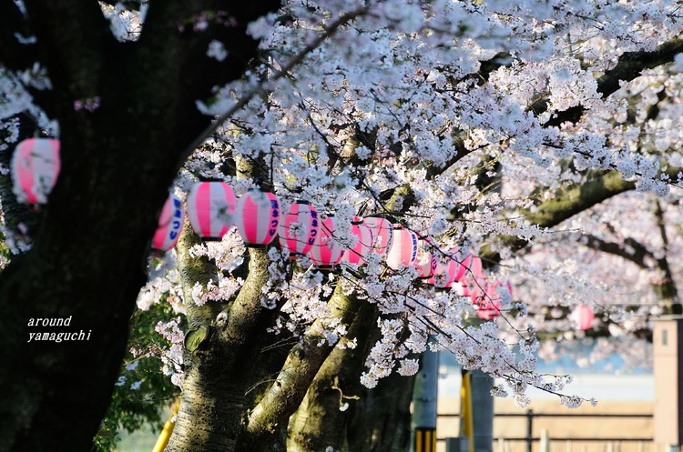 美祢桜公園03.jpg
