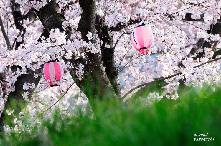 美祢桜公園04.jpg