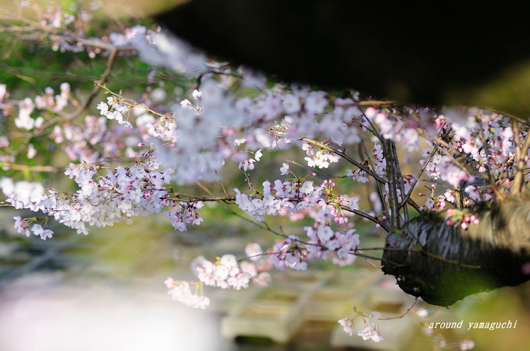 美祢桜公園05.jpg