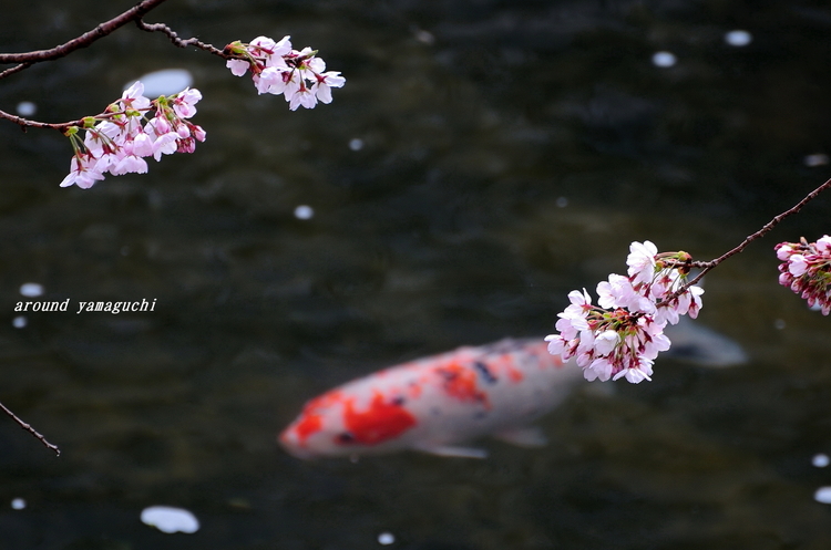 美祢桜公園07.jpg
