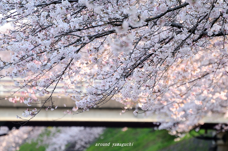 美祢桜公園10.jpg