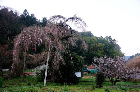 美祢桜公園・下関火の山 006.jpg