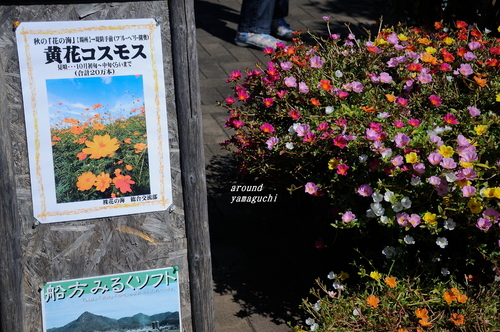 花の海06.jpg