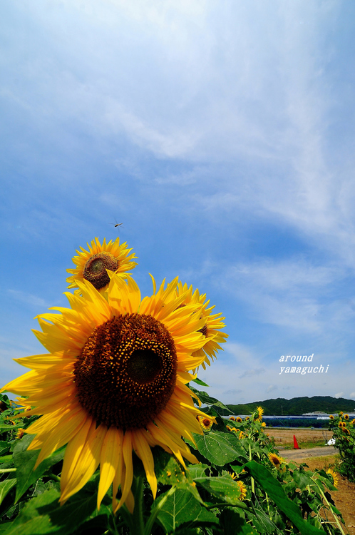 花の海12.jpg