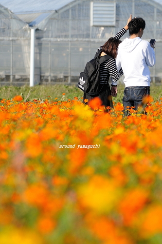 花の海13.jpg