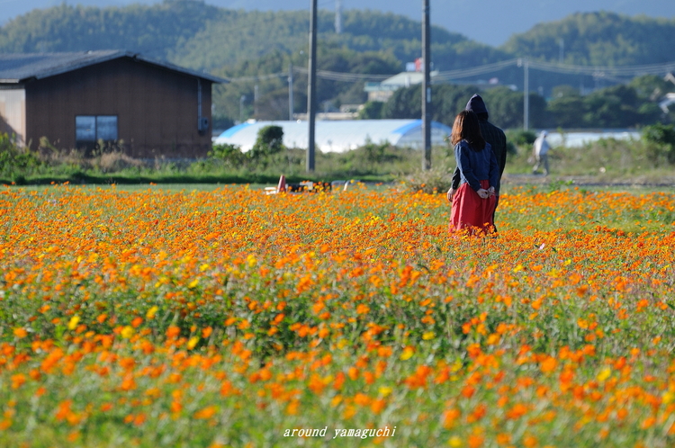 花の海16.jpg