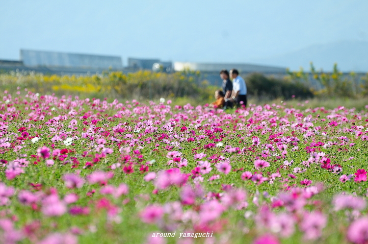 花の海コスモス05.jpg