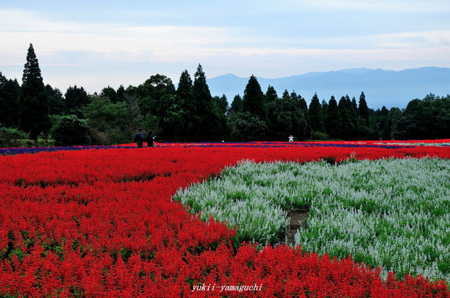 花公園01.jpg